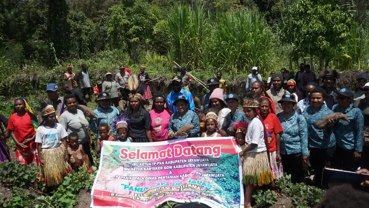 Ketua TP PKK Kab Jayawijaya Tinjau LangsungPanen Raya Ubi Jalar Kelompok Tani Wotelama