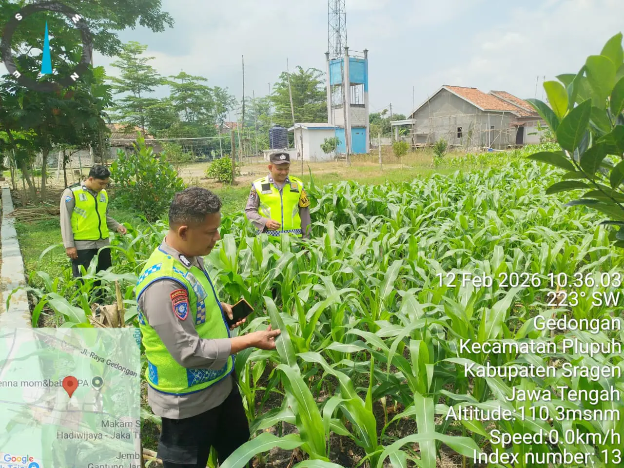 Polsek Plupuh Kawal Ketahanan Pangan, Lahan Jagung LBS Gedongan Disiapkan Menuju Panen Produktif