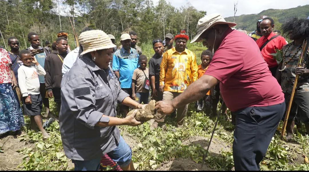 Bupati Jayawijaya Hadiri Panen Raya Jagung dan Ubi Jalar di Distrik Pyramid, Dorong Penguatan Ketahanan Pangan Daerah