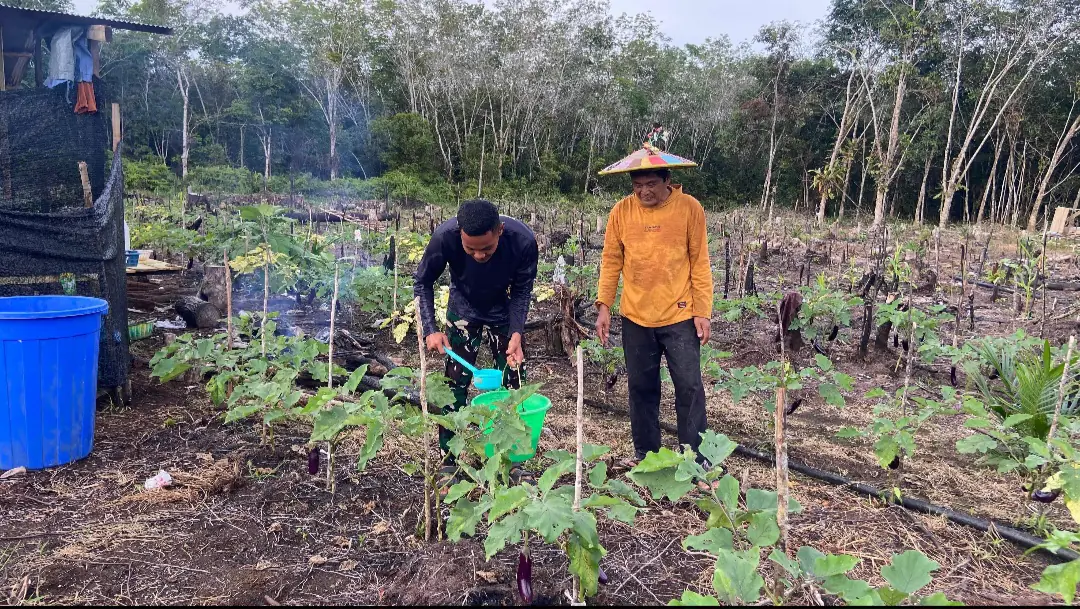 Anggota Satgas TMMD Wiltas Ke-127 Bantu Warga Rawat Tanaman Terong di Linggang Amer